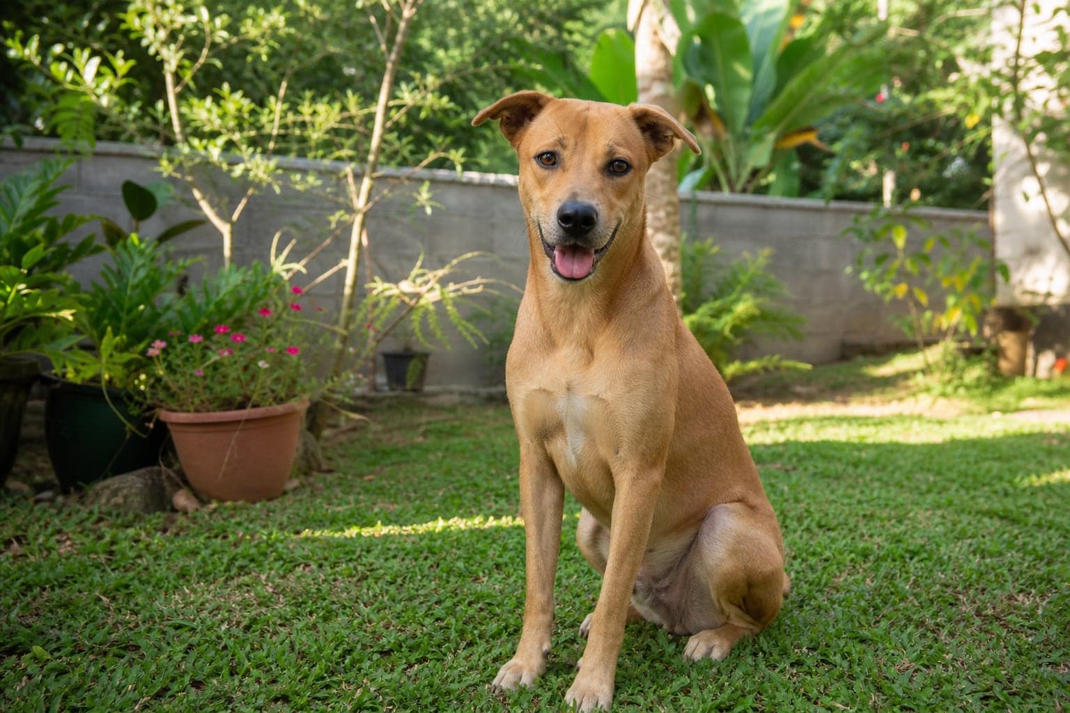Cooper adoption photo