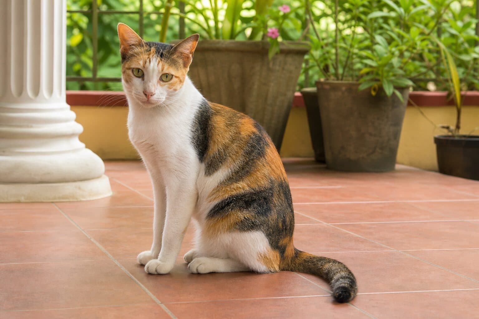Bella alert photo